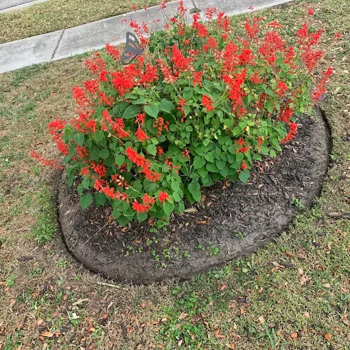 Round mulch bed planted with red salvia in full bloom