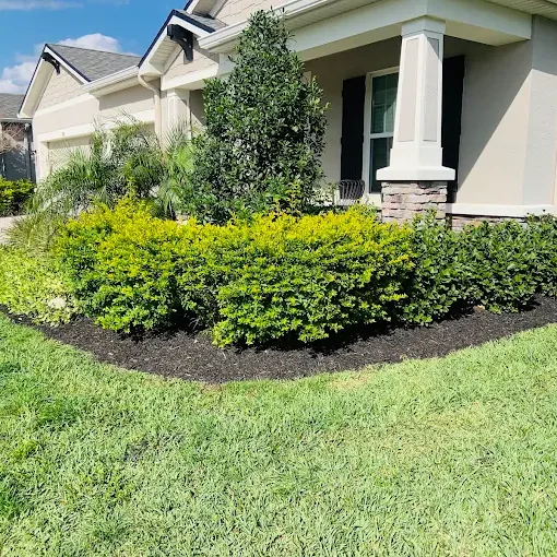 Row of neatly trimmed shrubs in a freshly mulched front bed