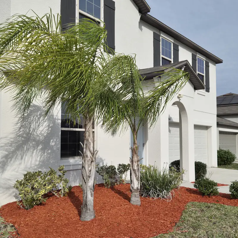 Queen palms in a red mulch bed at the front of a home