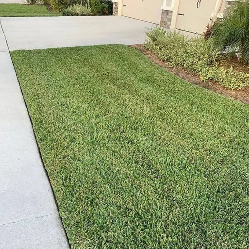 Thick green St Augustine lawn edged cleanly against a driveway