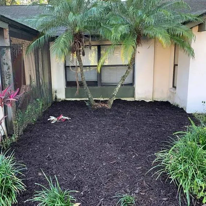 Courtyard bed filled with fresh black mulch around a mature palm